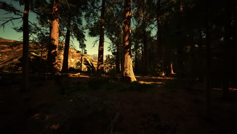 Sequoia-Tree-in-Yosemite-National-Park