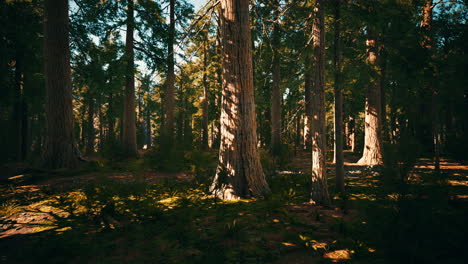 Giant-Sequoias-Trees-or-Sierran-redwood-growing-in-the-forest
