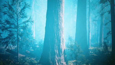 Huge-redwoods-located-at-the-Sequoia-National-Park