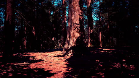 Giant-Sequoia-Trees-at-summertime-in-Sequoia-National-Park