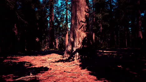 Classic-view-of-famous-giant-sequoia-trees