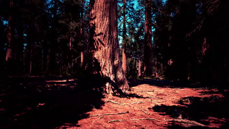 Giant-Sequoias-in-the-Giant-Forest-Grove-in-the-Sequoia-National-Park