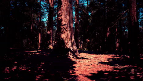 Huge-redwoods-located-at-the-Sequoia-National-Park
