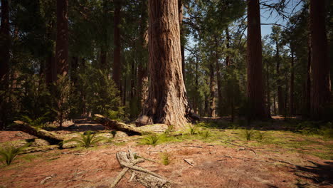 Riesenmammutbäume-Im-Sommer-Im-Sequoia-Nationalpark