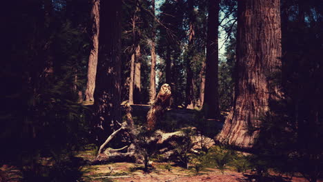 Riesige-Mammutbäume-Im-Sequoia-Nationalpark