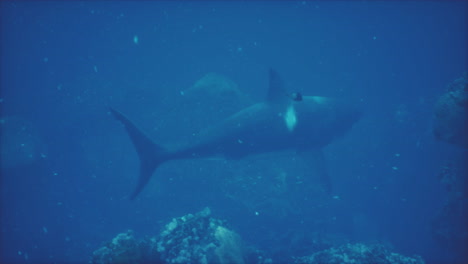 Ein-Großer-Weißer-Hai-Schwimmt-Nahe-Der-Oberfläche-Vor-Der-Küste