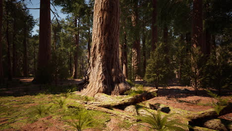 Riesenmammutbäume-Im-Riesenwaldhain-Im-Sequoia-Nationalpark