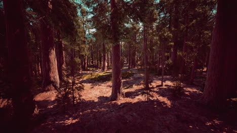 Classic-view-of-famous-giant-sequoia-trees