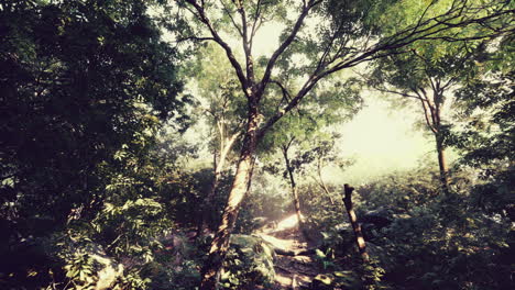 Bunter-Mystischer-Wald-Mit-Sonnenstrahl-Und-Blendenfleck-Am-Morgen