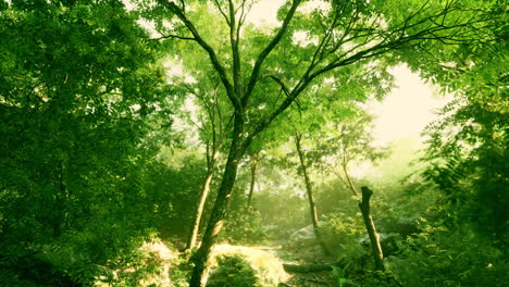 Schöne-Grüne-Waldlichtung-Im-Licht-Der-Sonne