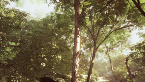 Colorful-mystical-forest-with-sun-ray-and-lens-flare-at-morning