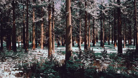 Sunset-or-sunrise-in-the-winter-pine-forest-covered-with-a-snow