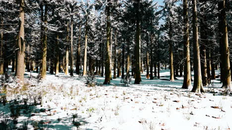 Sunset-or-sunrise-in-the-winter-pine-forest-covered-with-a-snow