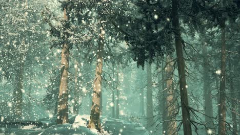 heavy-snowstorm-in-conifer-forest