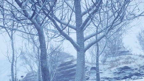 Winterlaubwald-An-Einem-Nebligen-Morgen
