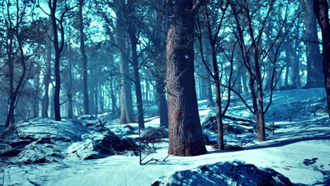 Winter-forest-in-the-mountains