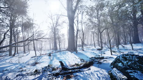 frosty-winter-landscape-in-snowy-forest