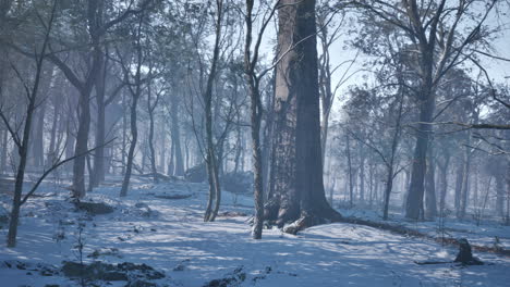 Landscape-of-spooky-winter-forest-covered-by-mist