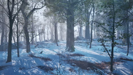 Frostige-Winterlandschaft-Im-Verschneiten-Wald