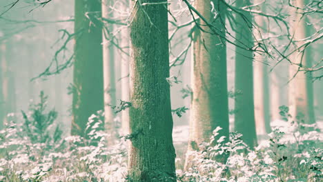 Magischer-Dezemberwald-Mit-Sonnenstrahllicht