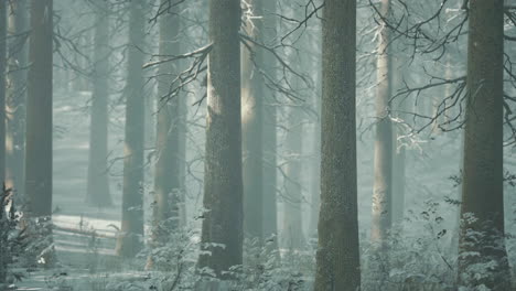 Magischer-Dezemberwald-Mit-Sonnenstrahllicht