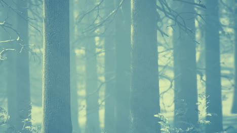 Fog-in-the-forest-on-a-cold-winter-cloudy-day-with-first-snow