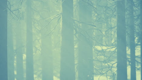 Mystischer-Winterwald-Mit-Schnee-Und-Sonnenstrahlen,-Die-Durch-Bäume-Fallen