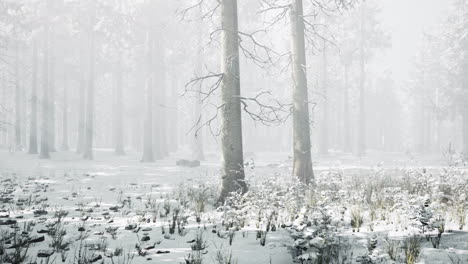 Bosque-De-Invierno-Místico-Con-Nieve-Y-Rayos-De-Sol-Que-Atraviesan-Los-árboles