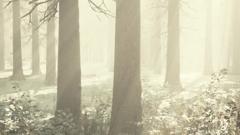 Fog-in-the-forest-on-a-cold-winter-cloudy-day-with-first-snow