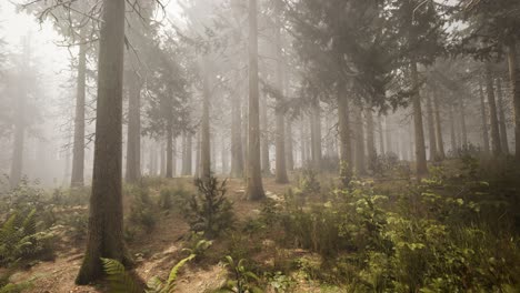 Sunbeams-in-Natural-Spruce-Forest