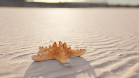 starfish-on-the-sity-beach