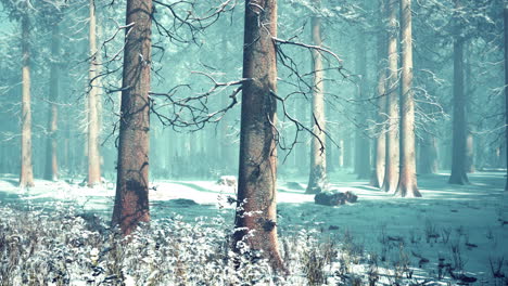 Trees-in-misty-winter-forest-frosty-and-foggy