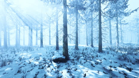 Magic-december-forest-with-sun-ray-light