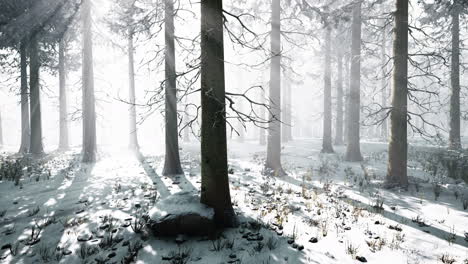 Magic-december-forest-with-sun-ray-light