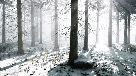 Nebel-Im-Wald-An-Einem-Kalten,-Bewölkten-Wintertag-Mit-Erstem-Schnee