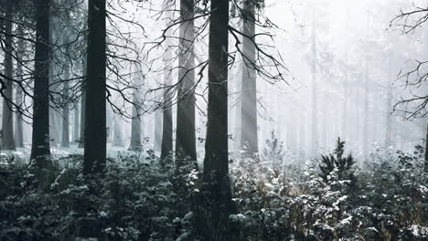 Niebla-En-El-Bosque-En-Un-Frío-Día-Nublado-De-Invierno-Con-La-Primera-Nevada