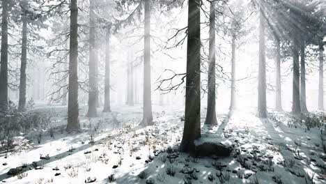 mystical-winter-forest-with-snow-and-sun-rays-coming-through-trees