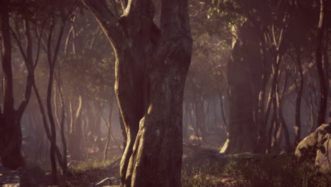 creepy-mystic-magic-deep-forest