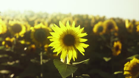 Sunflower-field-landscape-at-sunset