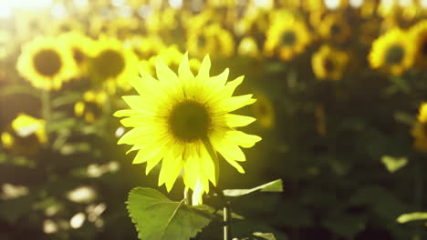 Feld-Blühender-Sonnenblumen-Bei-Sonnenuntergang