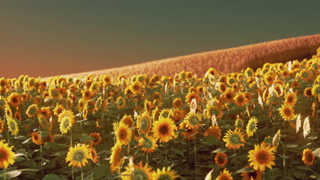 Sonnenblumenfeld-Bei-Dramatischem-Sonnenuntergang