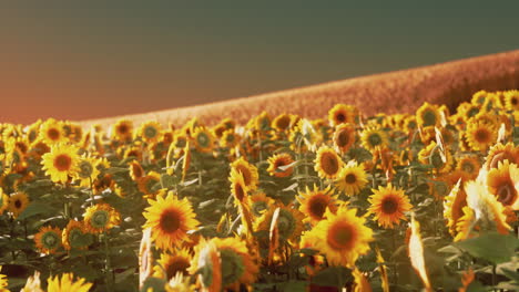 Sonnenblumenfelder-Im-Warmen-Abendlicht