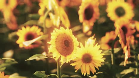 Sunflower-fields-in-warm-evening-light