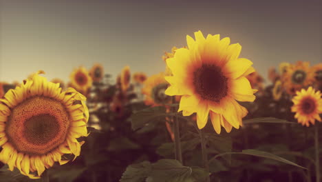 Field-with-yellow-sunflowers-at-sunset-in-summer.