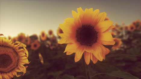 Viele-Leuchtend-Gelbe-Große-Sonnenblumen-Auf-Plantagenfeldern-Bei-Sonnenuntergang-Am-Abend