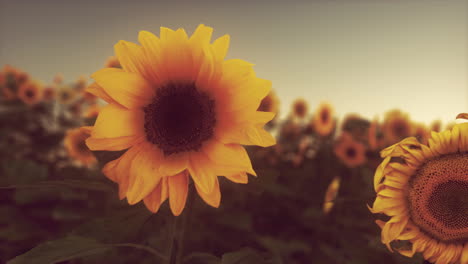 Sonnenuntergangslandschaft-Am-Sonnenblumenfeld