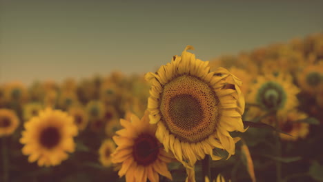 Field-with-yellow-sunflowers-at-sunset-in-summer.