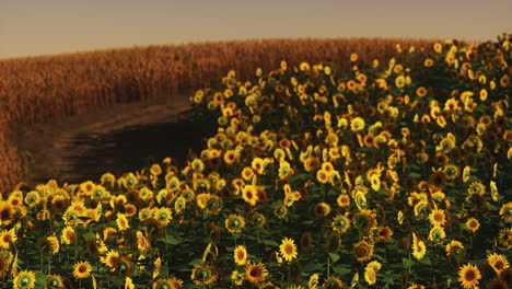 Feld-Blühender-Sonnenblumen-Auf-Einem-Hintergrundsonnenuntergang