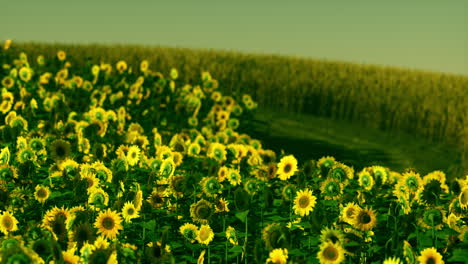 field-of-blooming-sunflowers-on-a-background-sunset