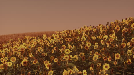 field-of-blooming-sunflowers-on-a-background-sunset